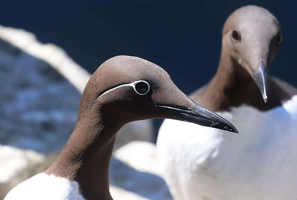 guillemot